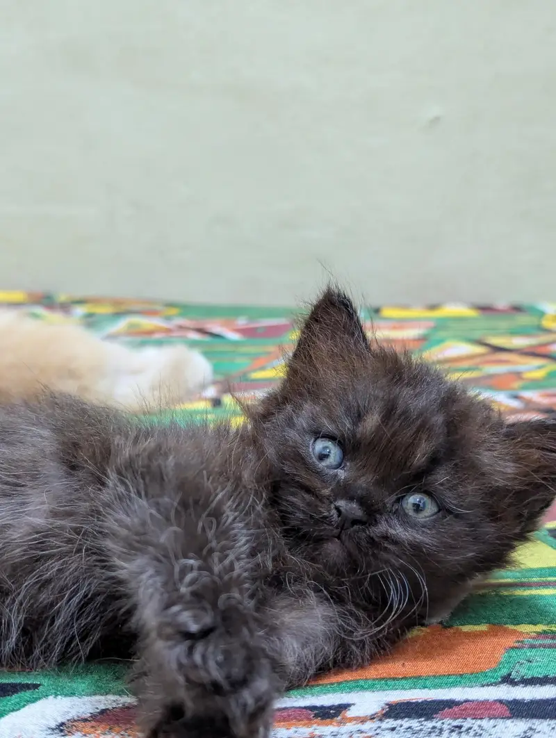 Persian kittens for sale — photo 8