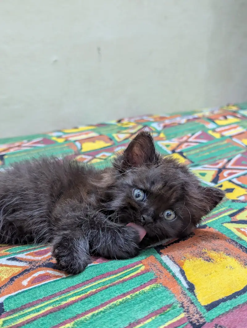 Persian kittens for sale — photo 9