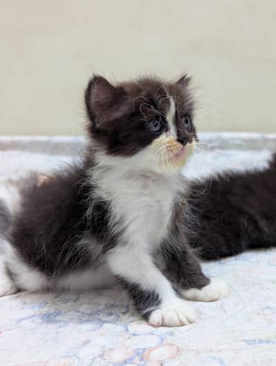 Persian kittens | Doll face | Punch face Cat_ cute kitten_ 03074026216