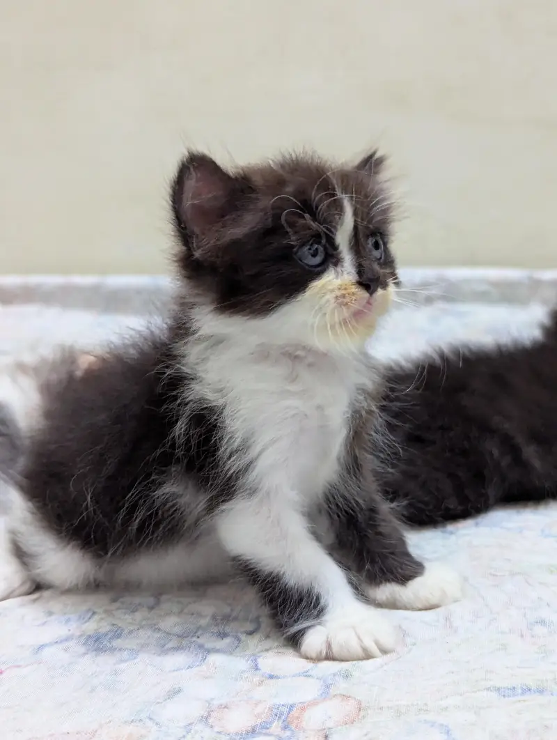 Persian kittens for sale — photo 10