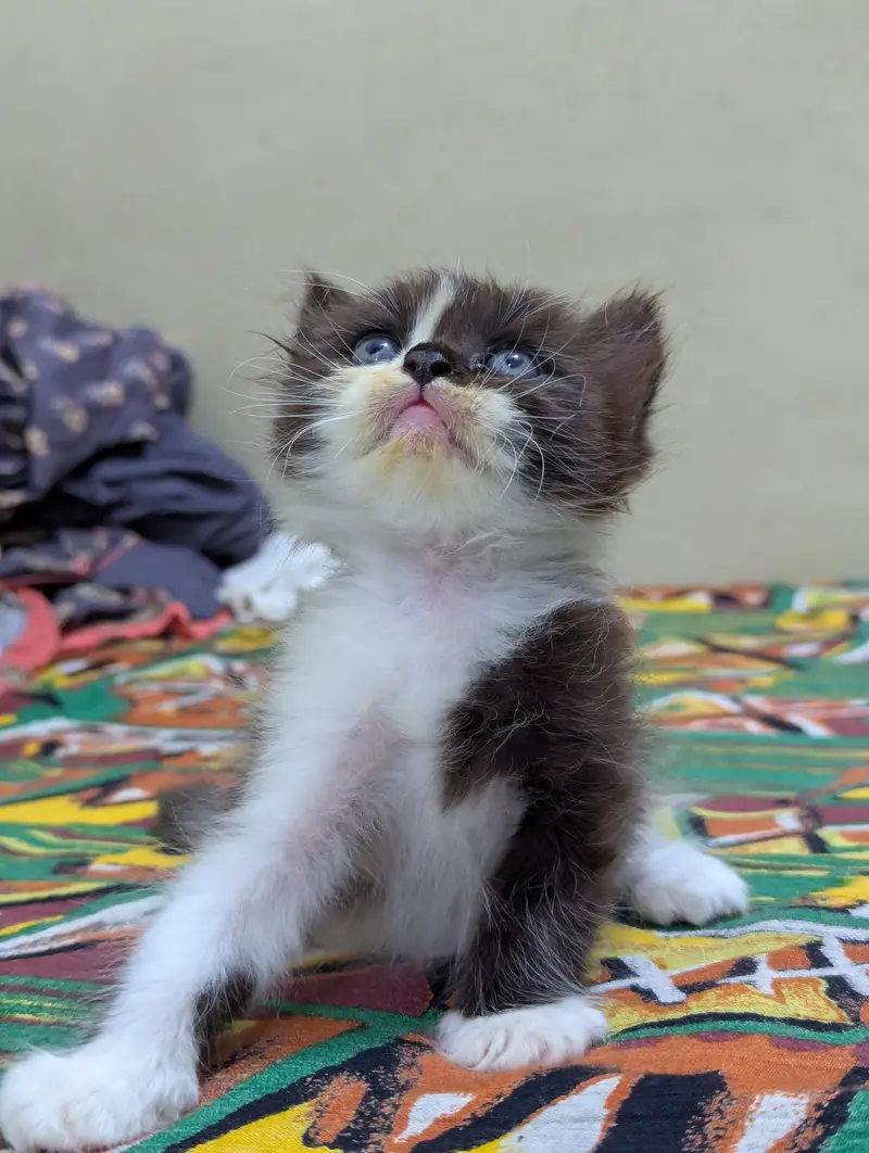 Persian kittens for sale — photo 11
