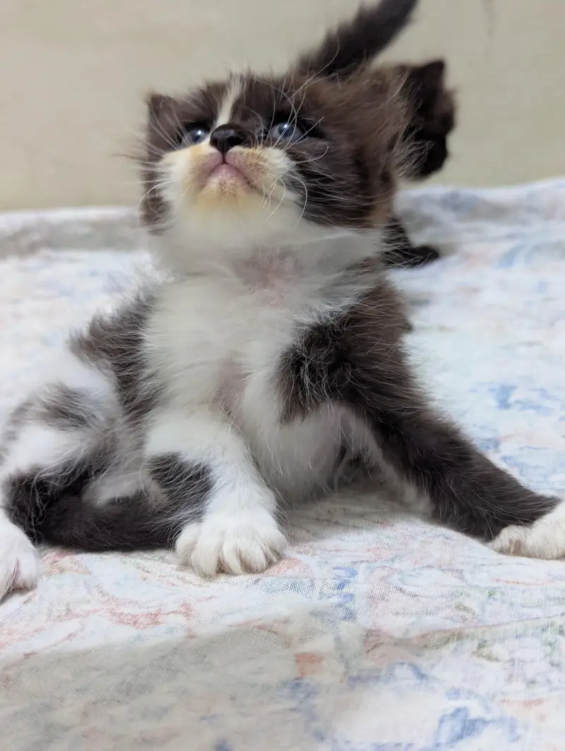 Persian kittens for sale — photo 12