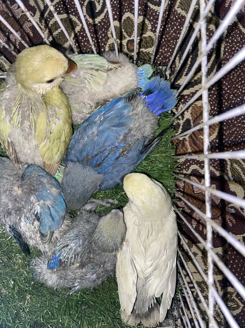 Babies for hand tame. Healthy and active cheery lovebirds.
