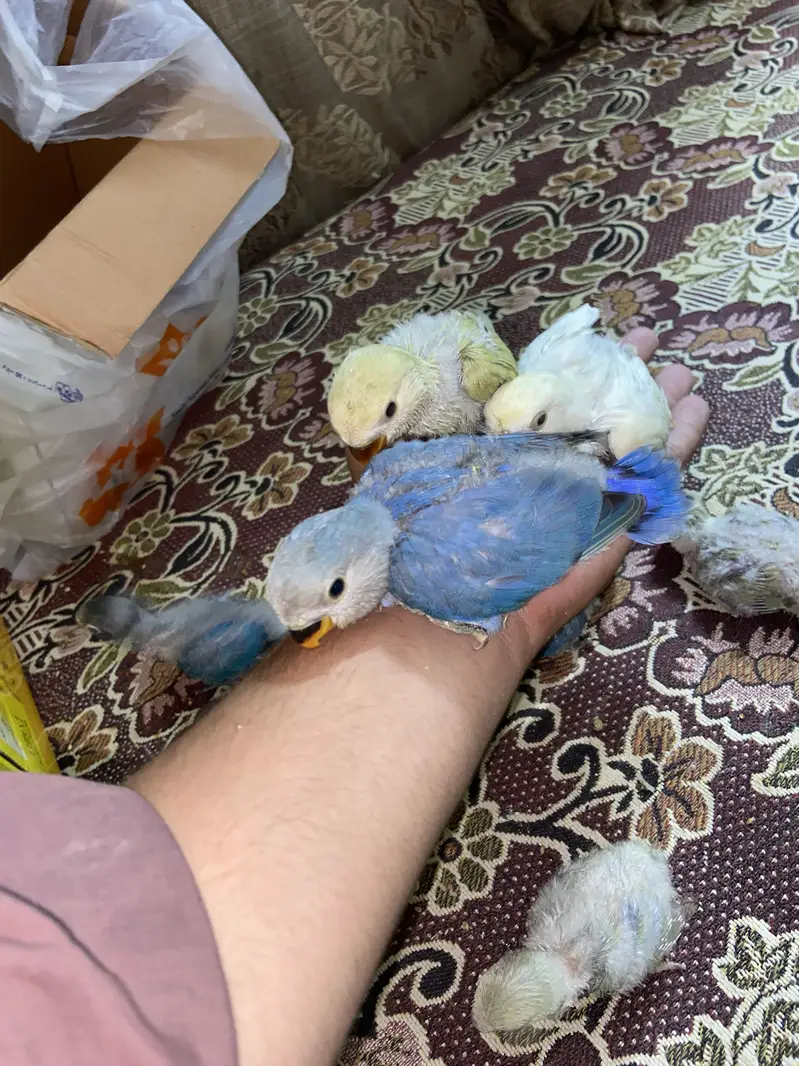 Babies for hand tame. Healthy and active cheery lovebirds. — photo 2