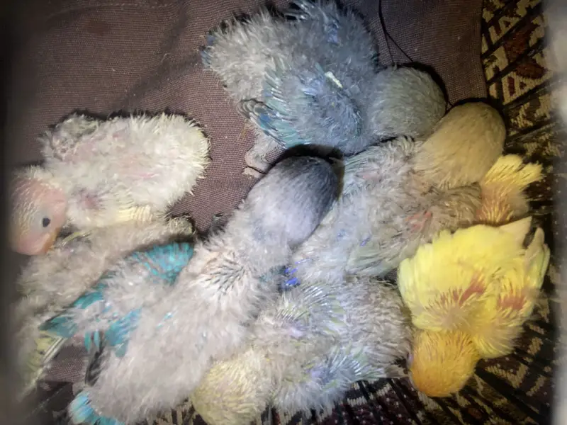 Babies for hand tame. Healthy and active cheery lovebirds. — photo 3