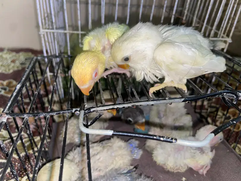 Babies for hand tame. Healthy and active cheery lovebirds. — photo 4