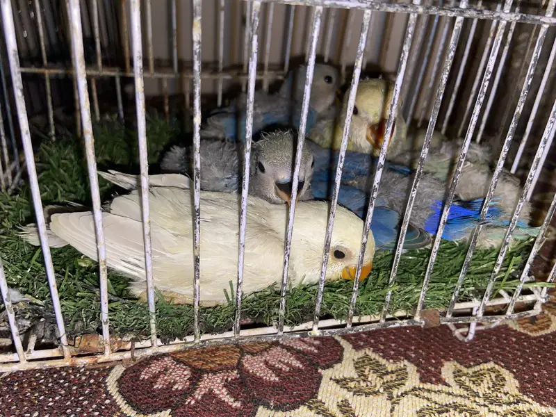 Babies for hand tame. Healthy and active cheery lovebirds. — photo 5