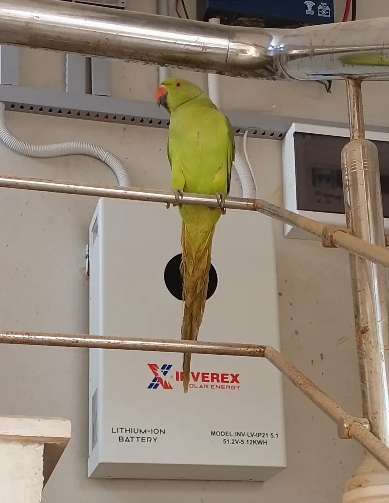 Green Ringneck Parrot (Mitthu) – 5 Months Old – Healthy & Active