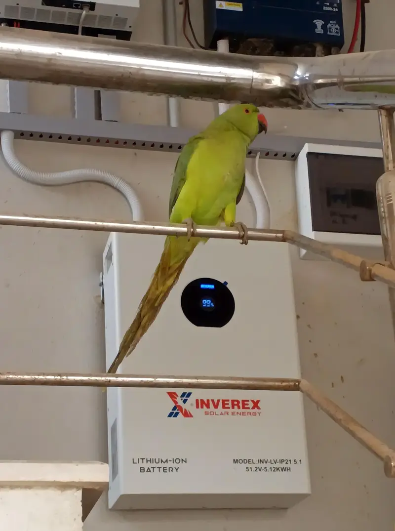 Green Ringneck Parrot (Mitthu) – 5 Months Old – Healthy & Active — photo 2