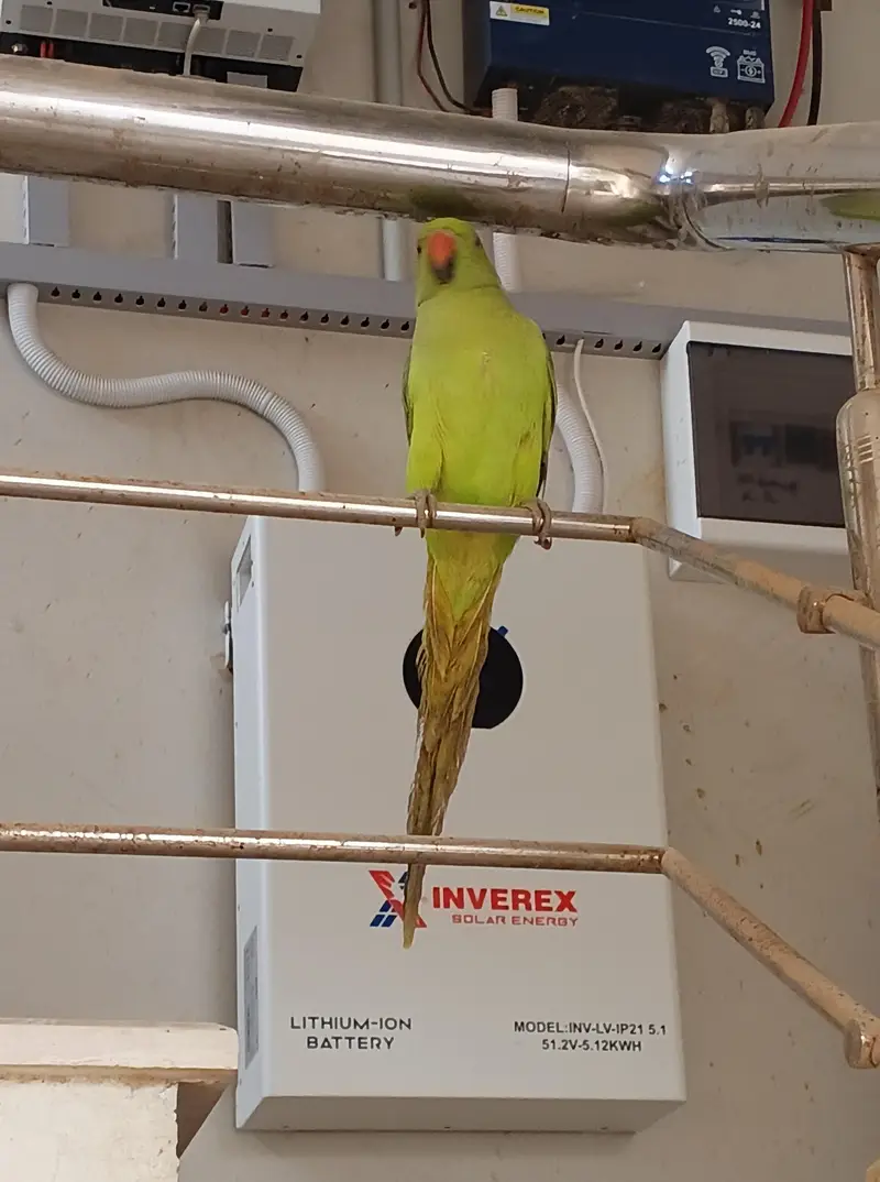 Green Ringneck Parrot (Mitthu) – 5 Months Old – Healthy & Active — photo 3
