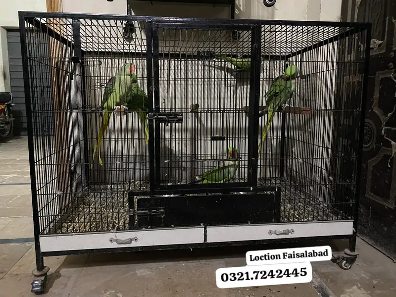 Raw parrot + cages