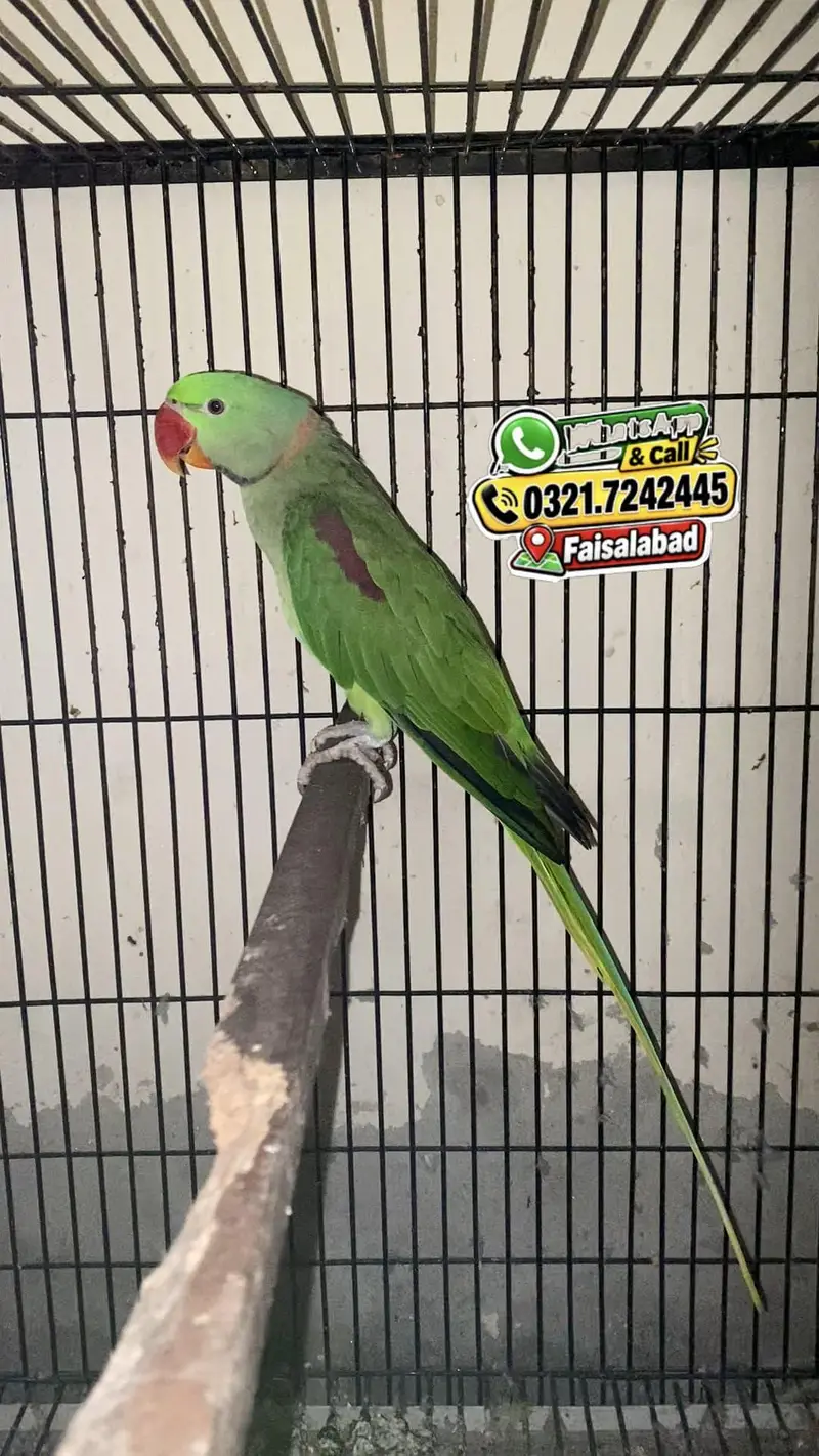 Raw parrot + cages — photo 5