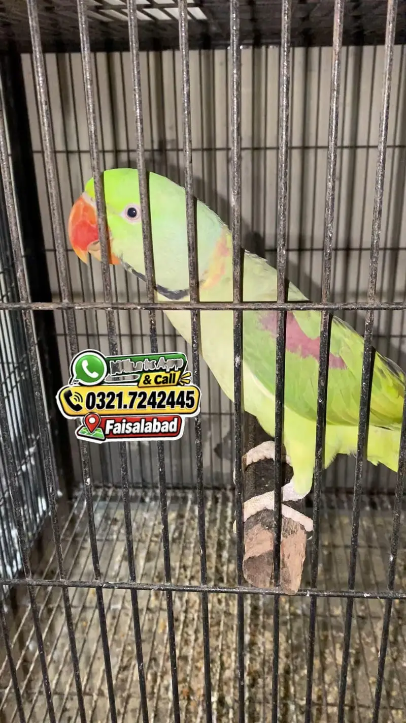 Raw parrot + cages — photo 6