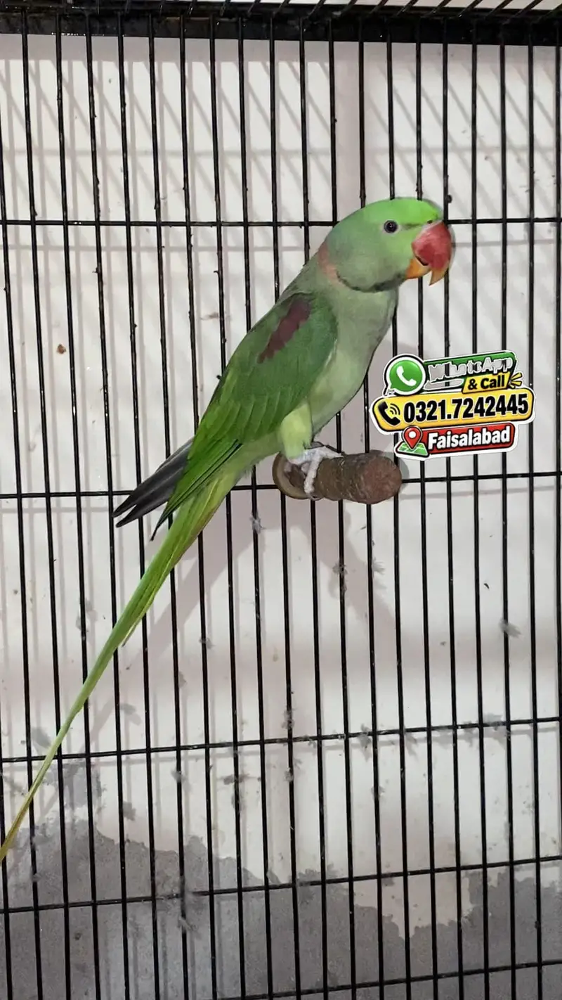 Raw parrot + cages — photo 8