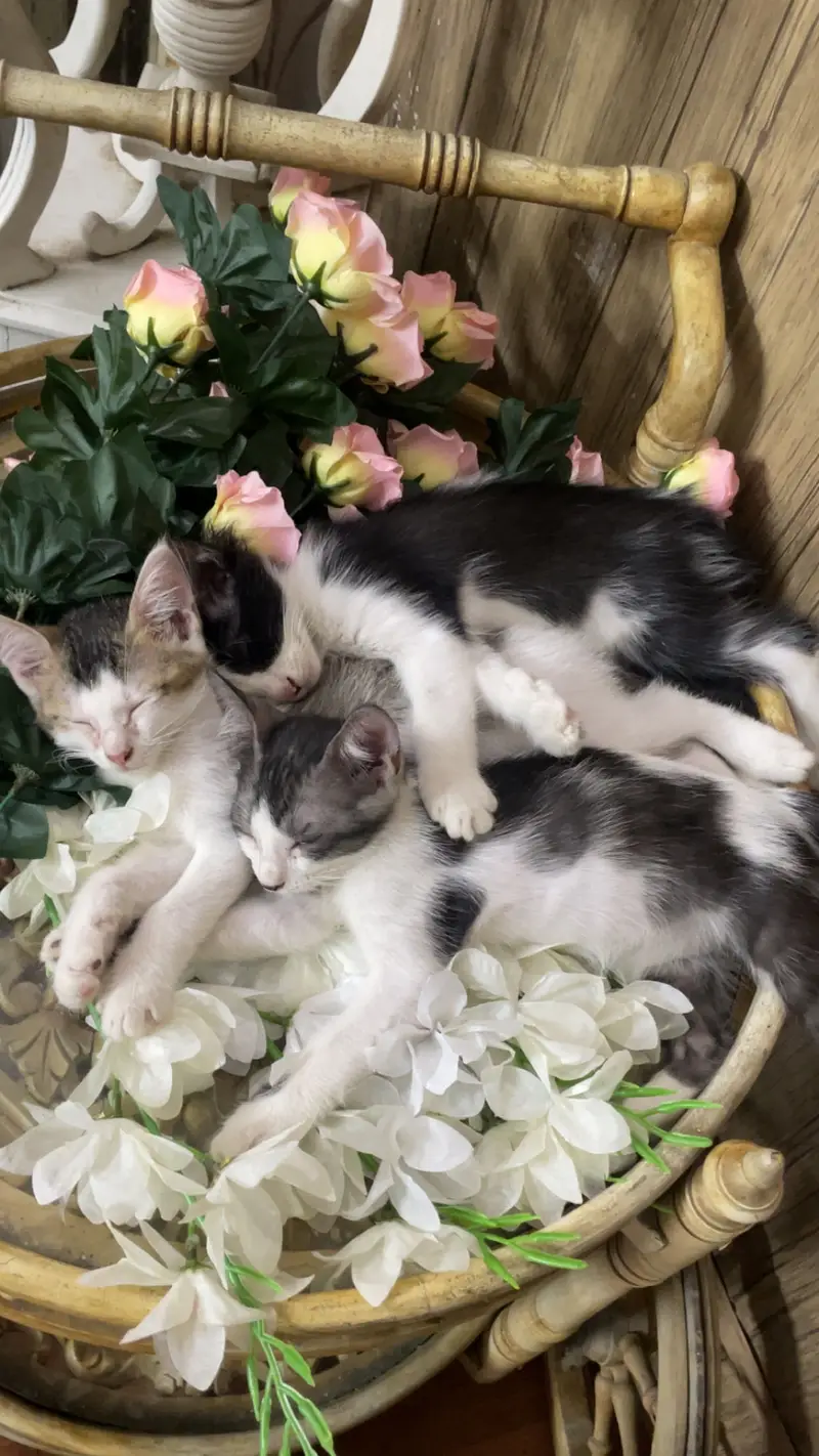 Kittens up for adoption.
