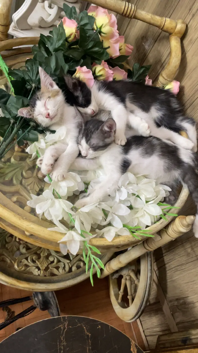 Kittens up for adoption. — photo 2