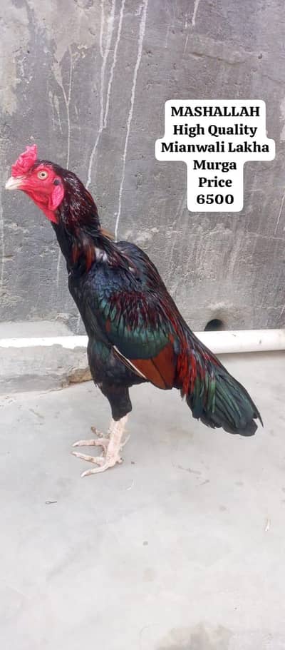 only call Whatsapp number aseel Madi