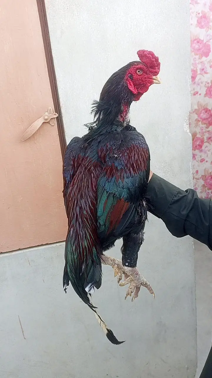 only call Whatsapp number aseel Madi — photo 6