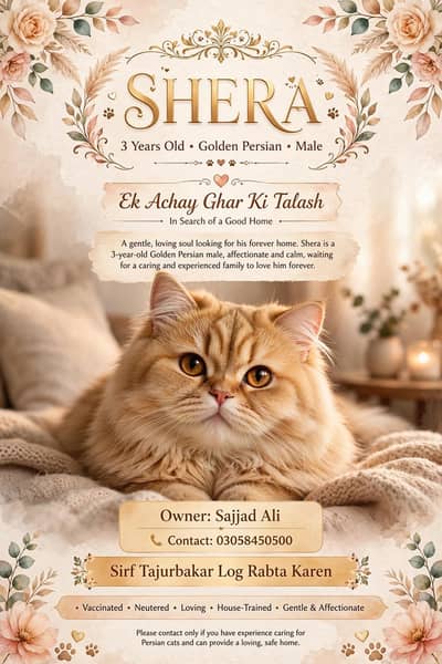 olden Persian Male 3 Years - Semi Punch Triple Coat - Shera