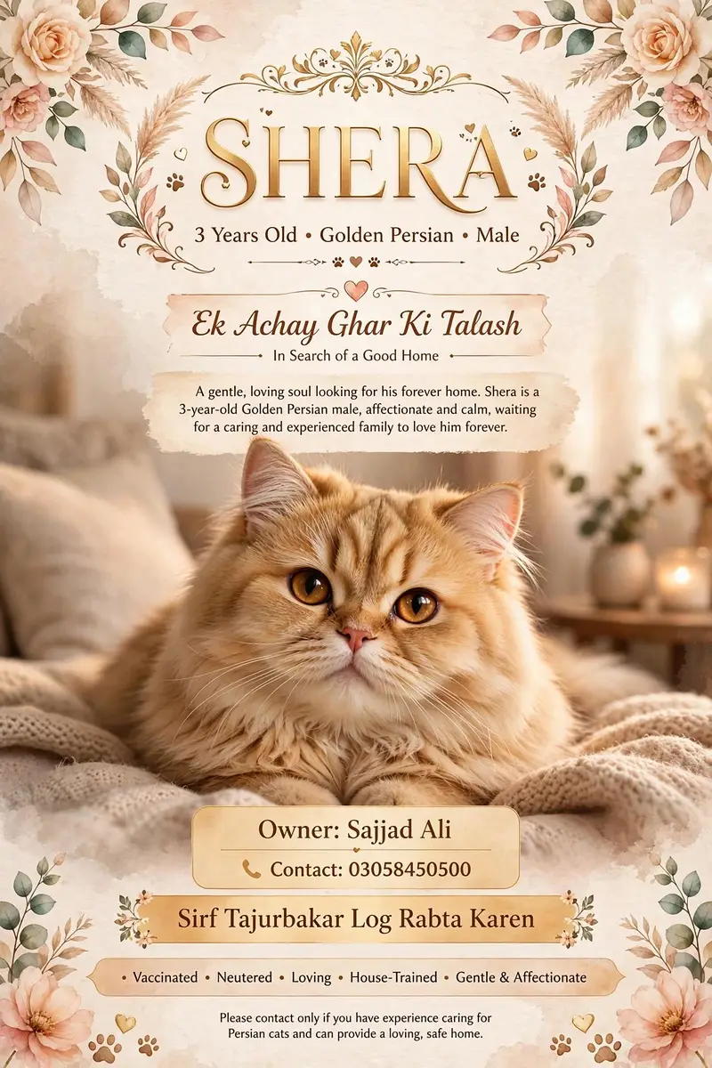 olden Persian Male 3 Years - Semi Punch Triple Coat - Shera