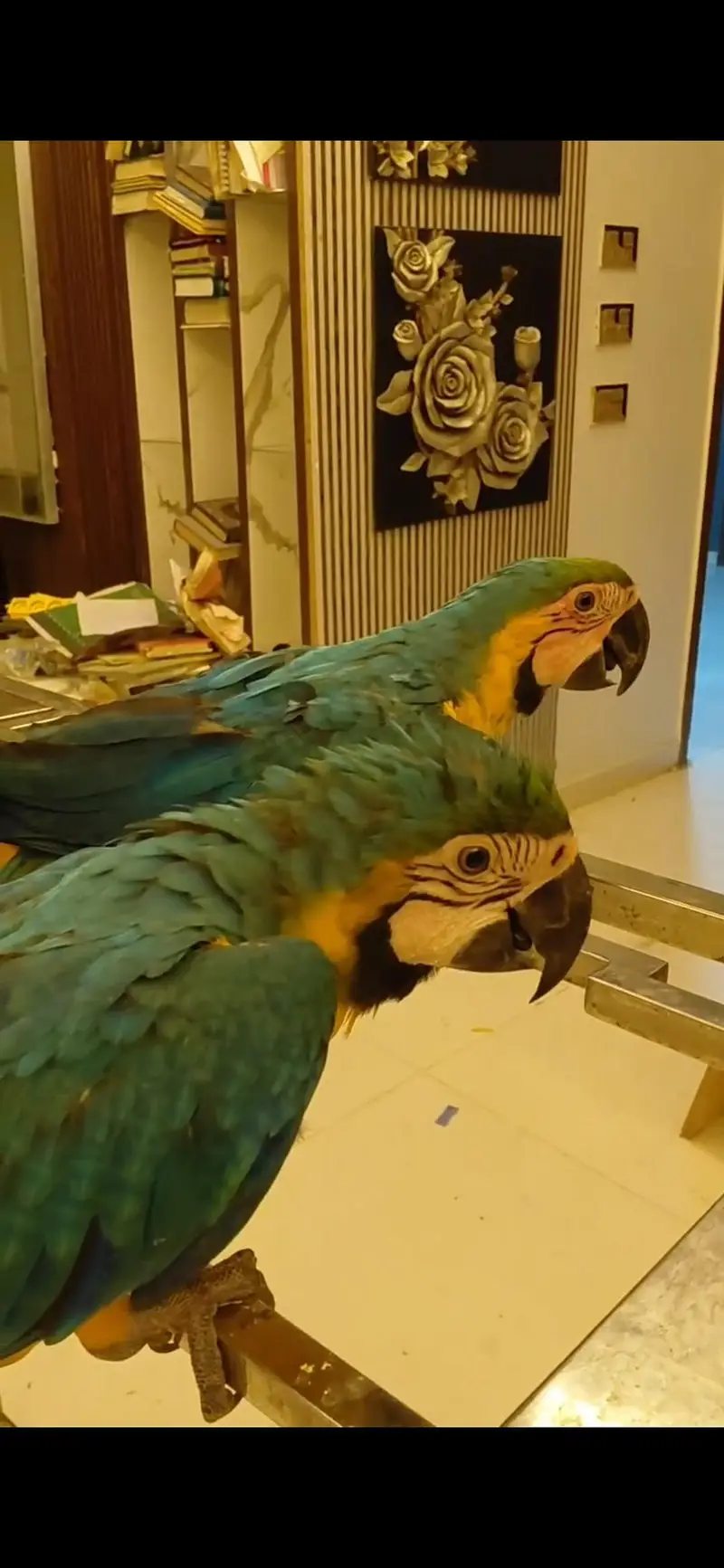 macaw blue and gold self 335000each
