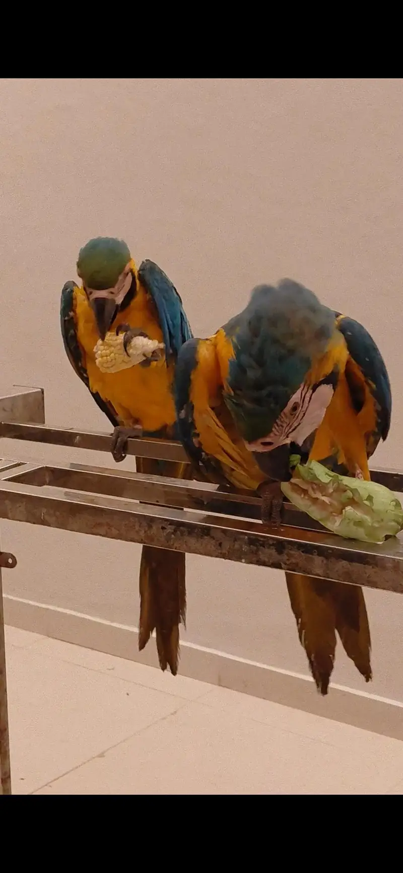 macaw blue and gold self 335000each — photo 2