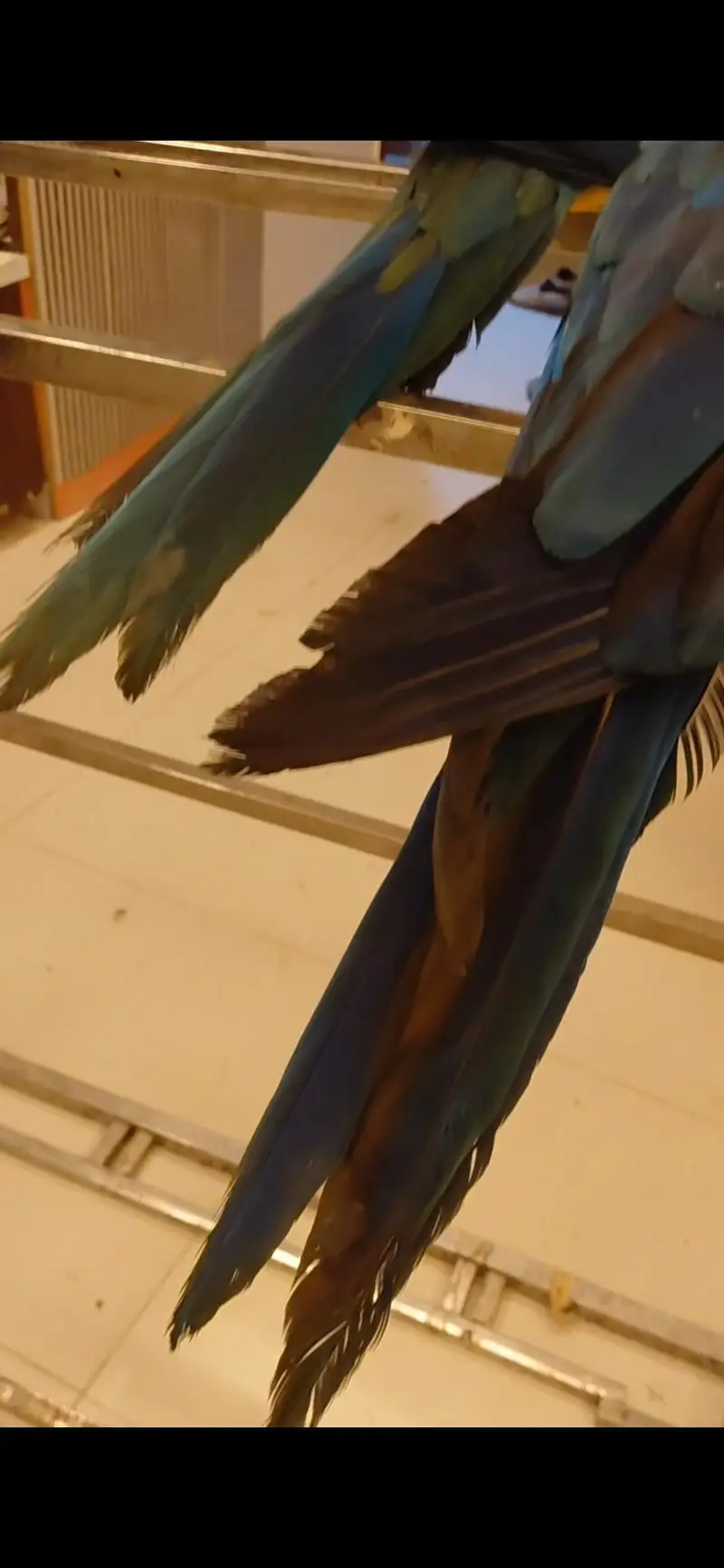 macaw blue and gold self 335000each — photo 3