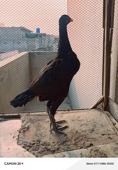 2 Thai Aseel Females Available for Sale outstanding Quality