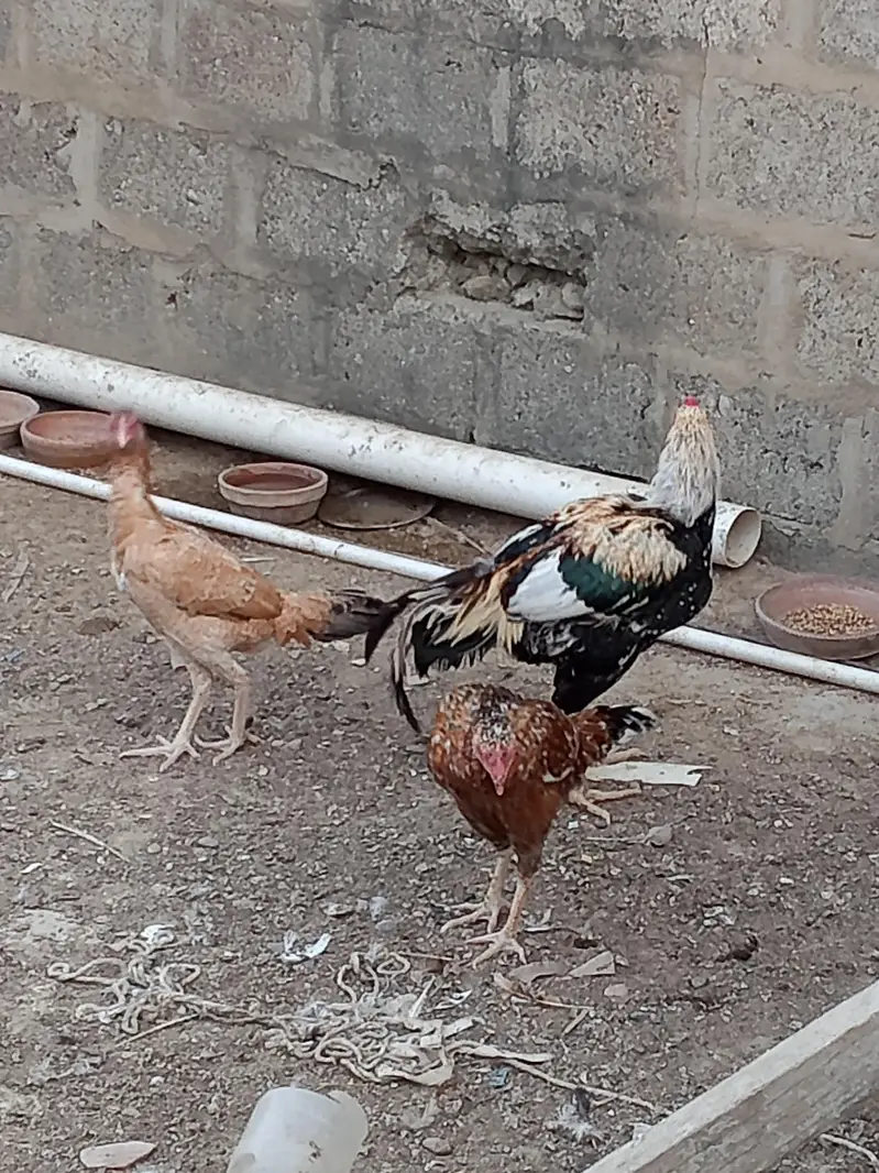 1 aseel murga iske sath 2 aseel murgi hai — photo 4
