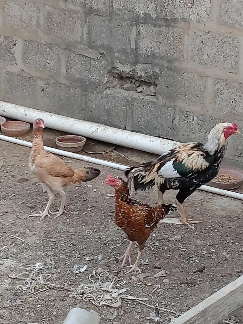 1 aseel murga iske sath 2 aseel murgi hai — photo 5