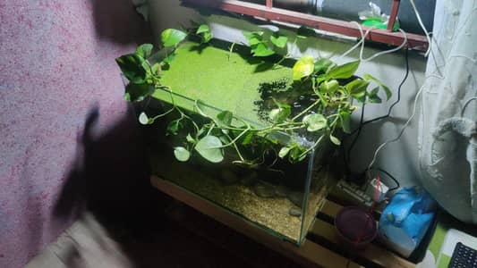 full 25-35 gallon aquarium setup