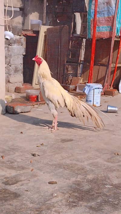 Is quality m murga chaiye age Kisi k pas h to contact me