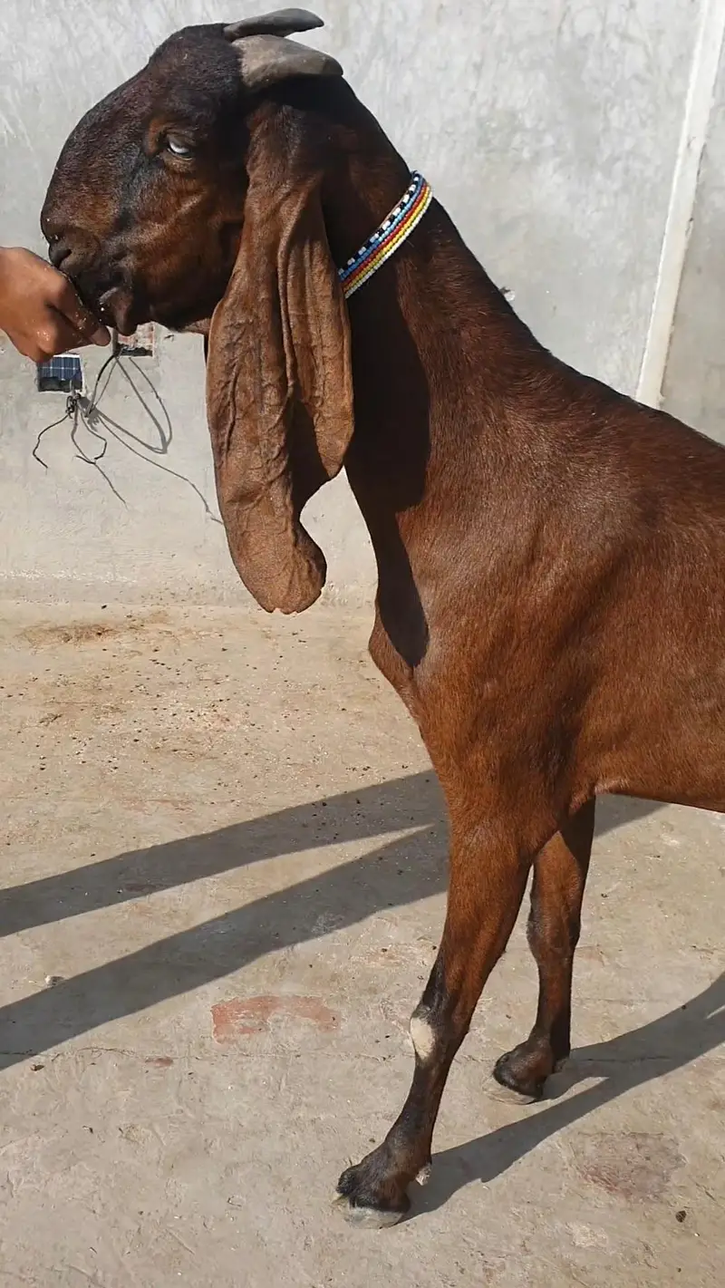 Amritsari Beetal nagra Goat