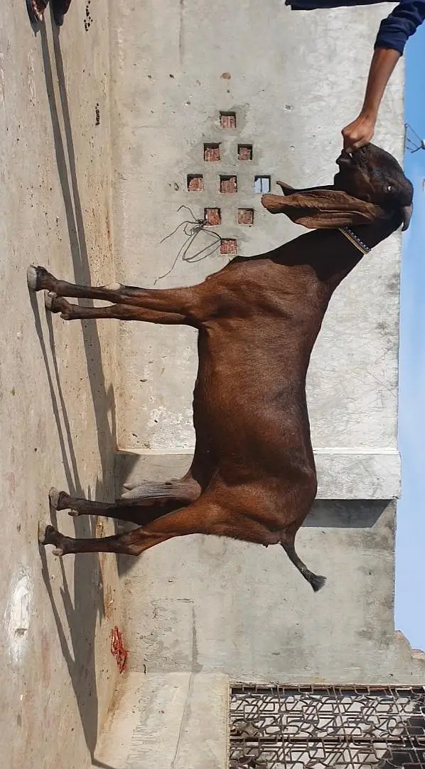 Amritsari Beetal nagra Goat — photo 2