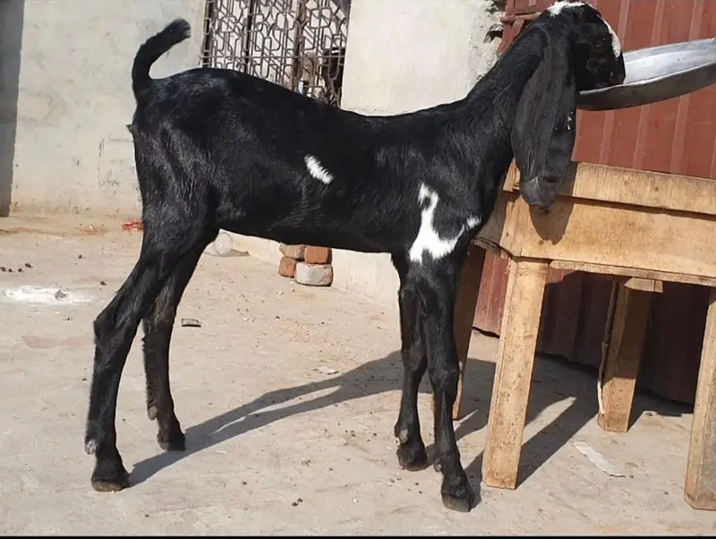Amritsari Beetal nagra Goat — photo 3