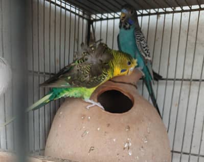 black face black wing hogoromo budgies