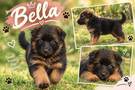 German shepherd long coat female