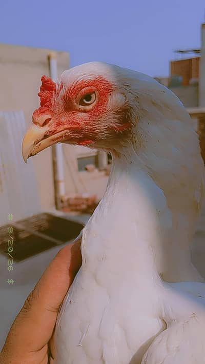 breder Madi full high quality