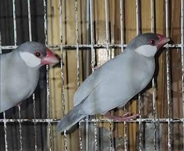 Silver Java