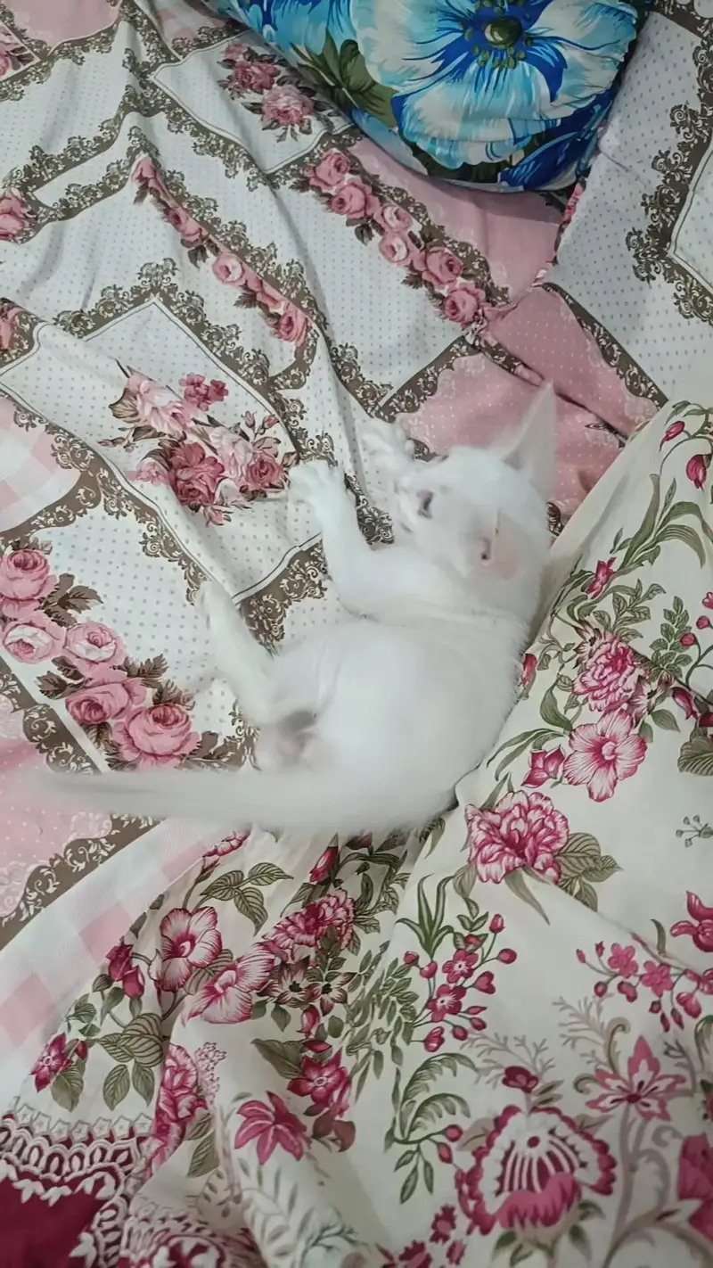 male kitten urgent sale