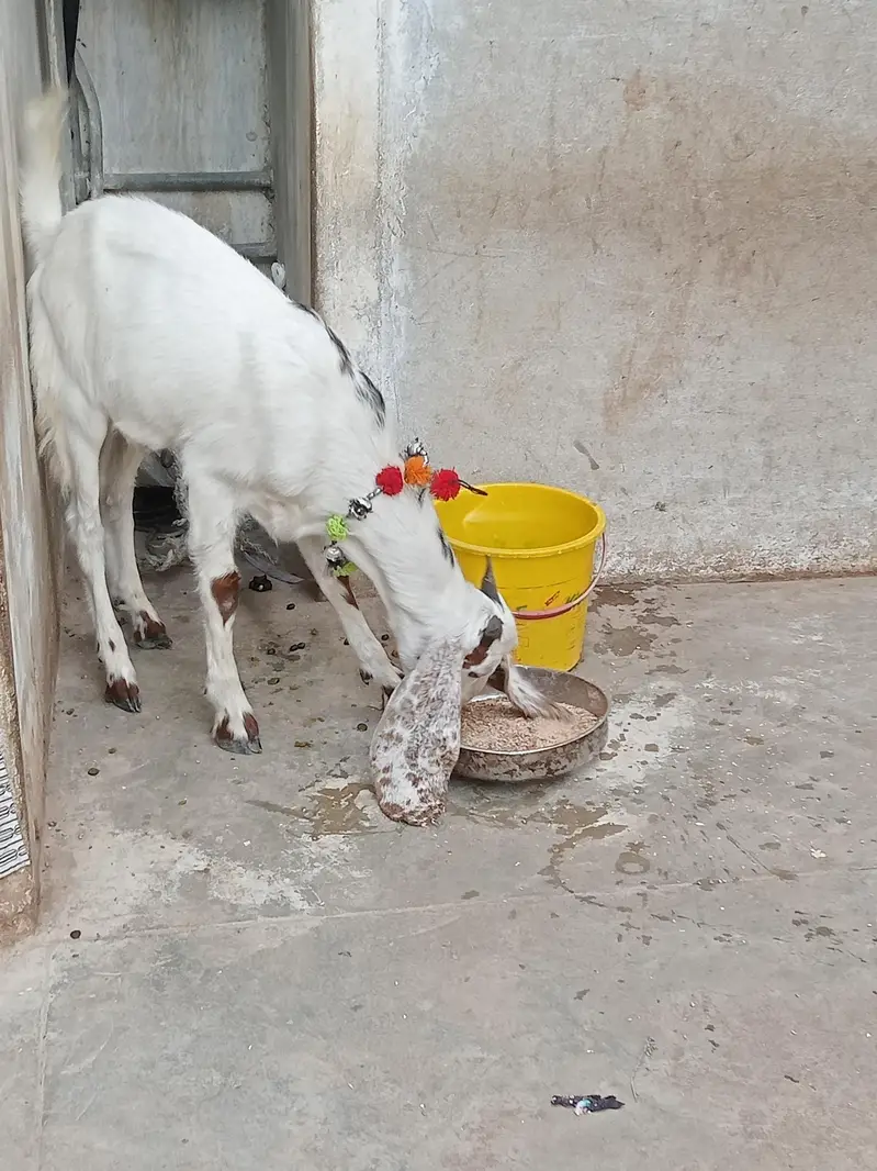 kamori 5 month ki hai