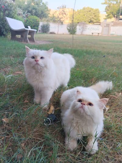 Persian Kitten Pair White