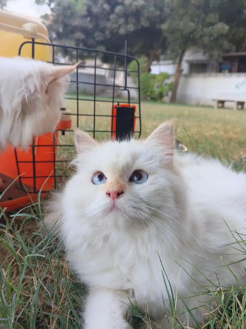 Persian Kitten Pair White — photo 2