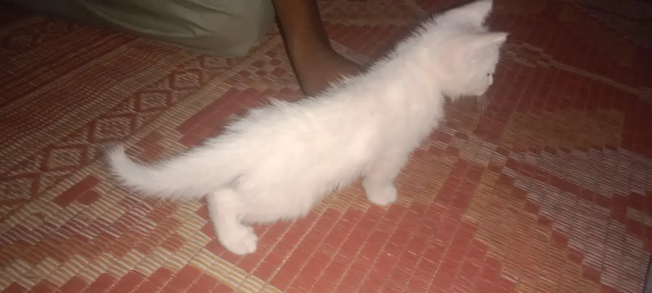 Persian kitten — photo 2