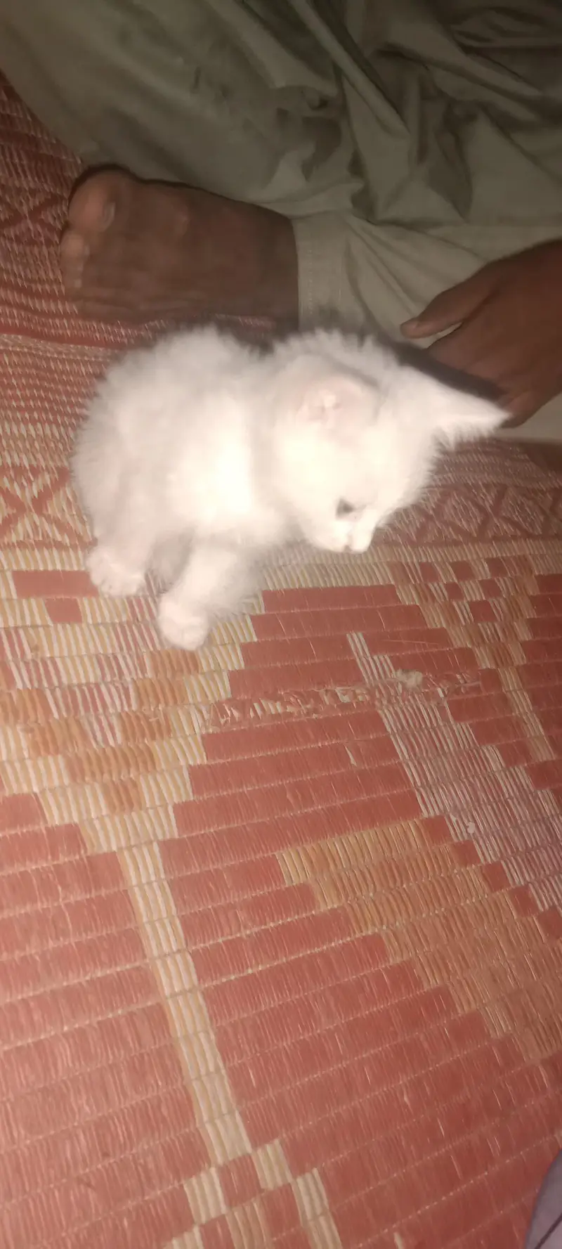 Persian kitten — photo 3