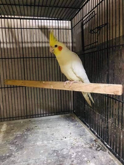cocktail breeder male female ki death hogyi hy bachay meinnay sale krd