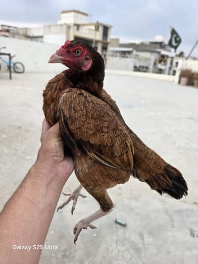 Mianwali madi