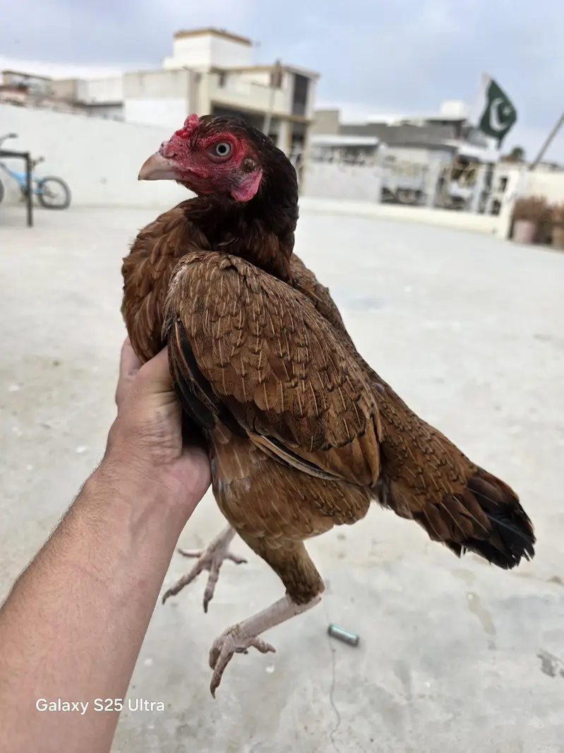 Mianwali madi