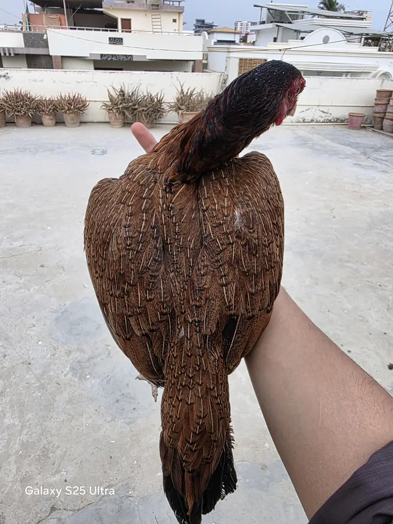 Mianwali madi — photo 3