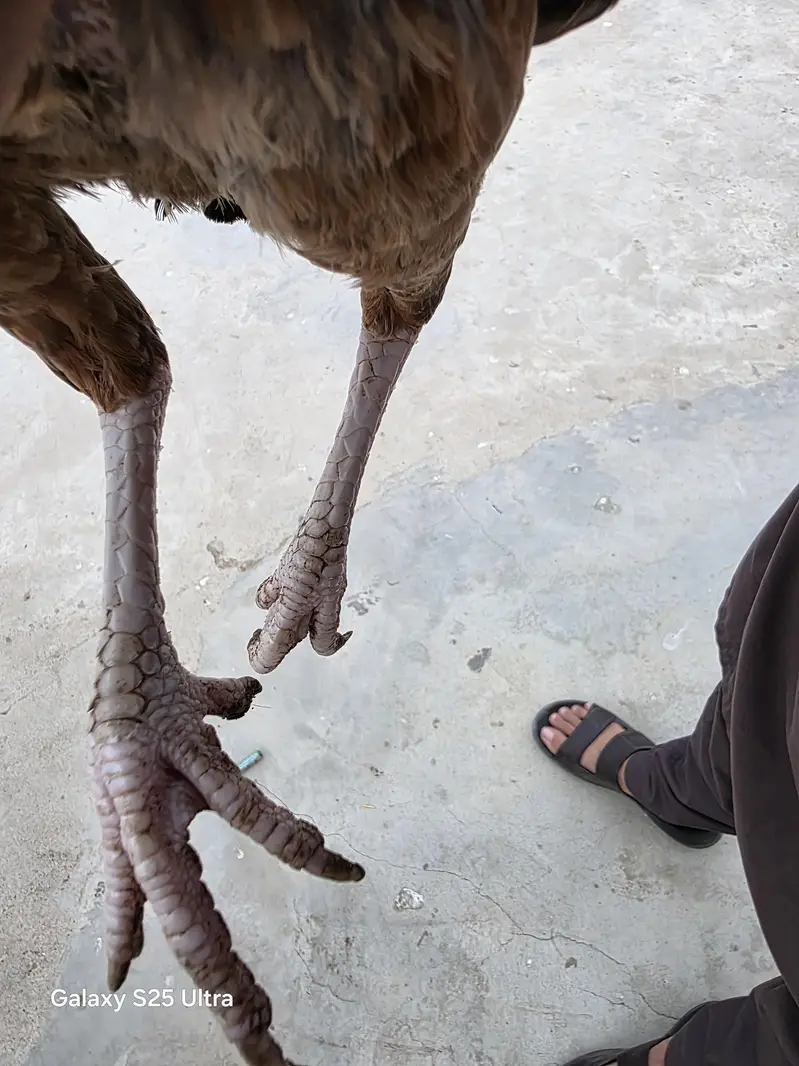 Mianwali madi — photo 4
